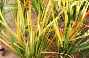 CH VTNN PHƯỚC THẠNH