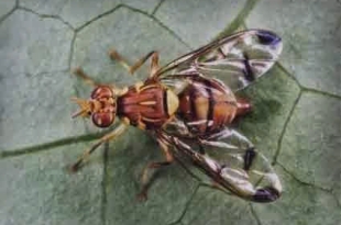 CH VTNN PHƯỚC THẠNH